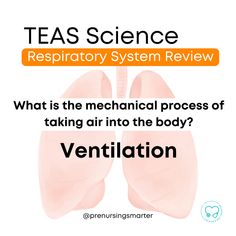 🫁 PDF TEAS respiratory system study guide (link in bio)⁠ ⁠ You can also head to prenursingsmarter.com/prep and sign up for the free preview to grab your copy. ⁠ ⁠ You can find it in the Science section, plus you can get lots of other resource to help you succeed with TEAS 7 anatomy and physiology practice test questions. ⁠ ⁠ Link in bio to watch video covering ⁠10 topics you might see as TEAS 7 anatomy and physiology questions on the respiratory system. These topics are also great to know for... Microbiology Study, The Respiratory System, Allied Health, Test Questions, Nursing Study, Exam Study