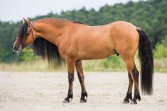 a large brown horse standing on top of a dirt field next to trees and bushes