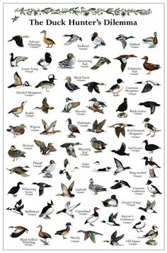 the duck hunter's diemma poster is shown with different kinds of birds and their names