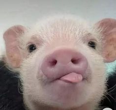 a small pig sticking its tongue out and looking at the camera while wearing a sweater