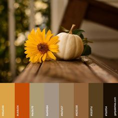 a yellow flower sitting on top of a wooden table next to a brown and white pumpkin