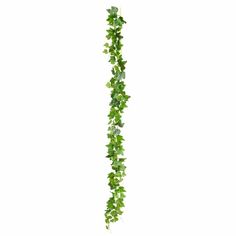 a plant with green leaves hanging from it's side on a white background,