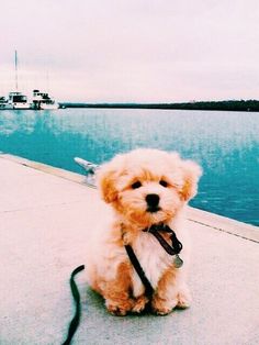 a small dog sitting on top of a sidewalk next to the water with a leash around it's neck