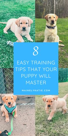 four puppies are shown with the words 8 easy training tips that your puppy will master