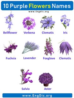 purple flowers names in english and spanish with pictures on the bottom right corner, below them