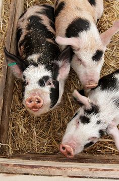 three little pigs are laying in the hay