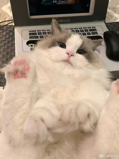 Aesthetic white ragdoll cat sitting with blue eyes and fluffy fur, inspiring idea White Ragdoll Cat Blue Eyes, White Ragdoll Cat Aesthetic, Cat Selfie Aesthetic, Ragdoll Cat Aesthetic, Flame Point Ragdoll, White Ragdoll Cat, Cats Cuddling, Flame Point, Large Cat Breeds