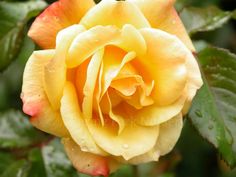 a yellow rose with water droplets on it