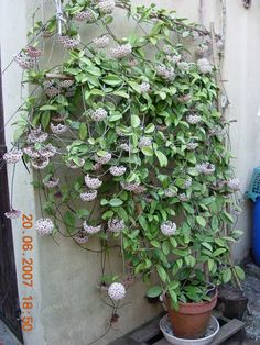 a potted plant with white flowers and green leaves on the side of a building