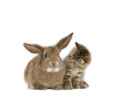 two small kittens sitting next to each other near a rabbit's head on a white background