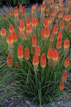 an orange and yellow flower in a garden