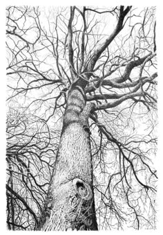 Original realism drawing by Frédéric Jammes (France). This large, one-of-a-kind graphite on paper drawing measures 27.6W x 39.4 H inches. The tree drawing ships in a tube directly from the artist's studio and is covered by the 14-day satisfaction guarantee from Saatchi Art, so you can buy with confidence. Graphite Nature Drawings, Black And White Trees, Large Tree Drawing, Draw Trees, Cottonwood Tree Drawing, Giant Tree Drawing, Drawing Tree, Drawing Trees, Draw Tree