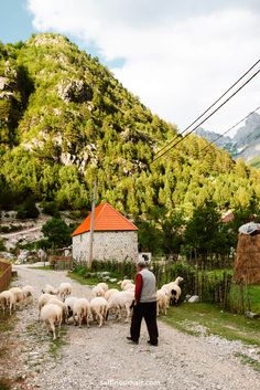 a man standing in front of a herd of sheep on a dirt road next to a lush green hillside