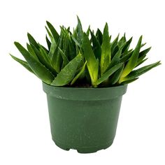 a potted plant with green leaves on a white background