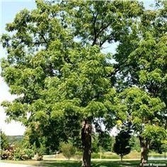 two large trees in the middle of a park