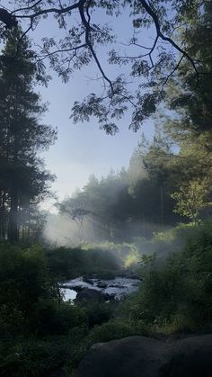 a stream running through a forest filled with lots of trees and bushes on a foggy day