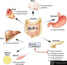 Curious about GLP-1's? Not only do they help reach desired goals, they also have been shown to lower cholesterol and blood pressure! #heeeeey #TripleWhammy #healthylife #FDAapproved Semaglutide and Tirzepatide, glucagon-like peptides are hormones that essentially work to stimulate the metabolism, increasing the efficacy of insulin usage and the readily achieving a sense of fullness. *Not a controlled substance or a stimulant *Clinical trials have proven results *Safe for long-term use Yoga Information, Anabolic Steroids, Gut Microbiota, Emergency Care, Adipose Tissue, Blood Glucose Levels, Glucose Levels, Blood Glucose, Medical Spa