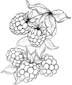 a bunch of grapes with leaves and flowers on the vine, black and white drawing