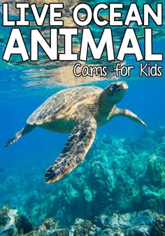 a turtle swimming in the ocean with text overlay that reads live ocean animal cans for kids