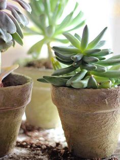 three small succulents in clay pots sitting on a counter top next to each other