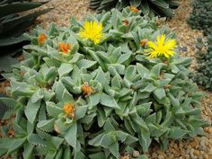 some very pretty plants with yellow flowers in the middle of gravel and rocks on the ground