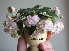 a hand holding a vase with flowers in it and the words alisa above it