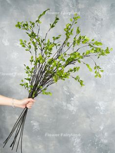 a woman is holding a bunch of green leaves in her hand, on a gray background