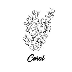 the word coral written in black ink on a white background with an image of some corals