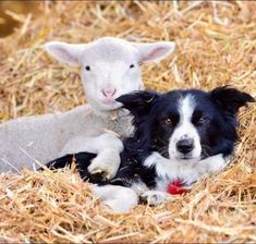 a black and white dog laying next to a sheep on top of dry grass covered ground