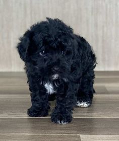 a small black dog sitting on top of a wooden floor