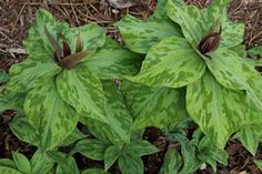 some green leaves are growing on the ground