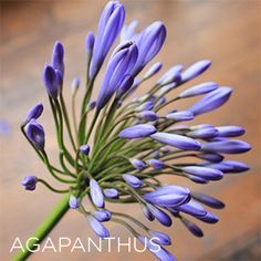 a close up of a purple flower on a wooden table with the words agapanthus above it