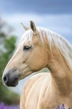 a white horse with blonde hair and blue eyes standing in front of purple wildflowers