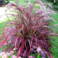 purple flowers and grass in a garden