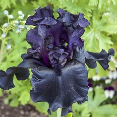 a large purple flower is in the middle of some green leaves and flowers behind it