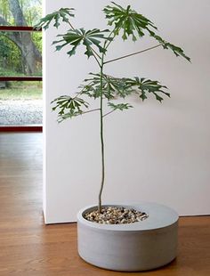 a potted plant sitting on top of a wooden floor