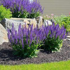 purple flowers are growing in the garden next to a rock and grass lawning area