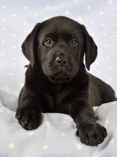 a black dog laying on top of a bed covered in white polka dot sheets and pillows