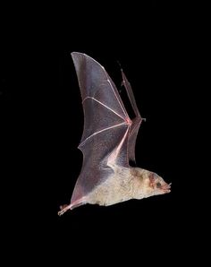 a bat flying through the air at night