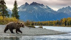 a brown bear walking across a river next to mountains