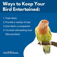 a bird sitting on top of a tree branch with the words ways to keep your bird entertained