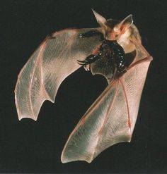 a bat flying through the air at night