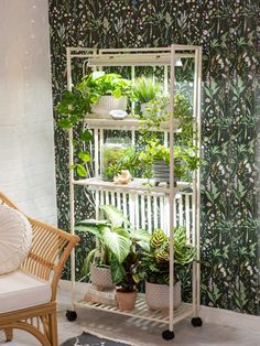 a room filled with lots of green plants and potted plants on top of shelves