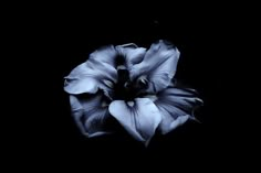 a black and white photo of a flower