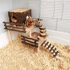 two hamsters are playing in their habitat at the same time as they look like they're going to build something out of wood