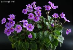 purple flowers are growing in a pot on a black background with the words sarabaga trail above it