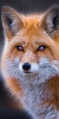 an orange fox with blue eyes looking at the camera