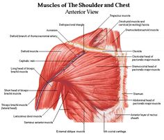 muscles of the shoulder and chest with labels on each side, labeled in red text