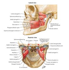 an image of the muscles and their structures in human body, including the head, neck, and jaw