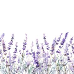 watercolor painting of lavender flowers against a white background